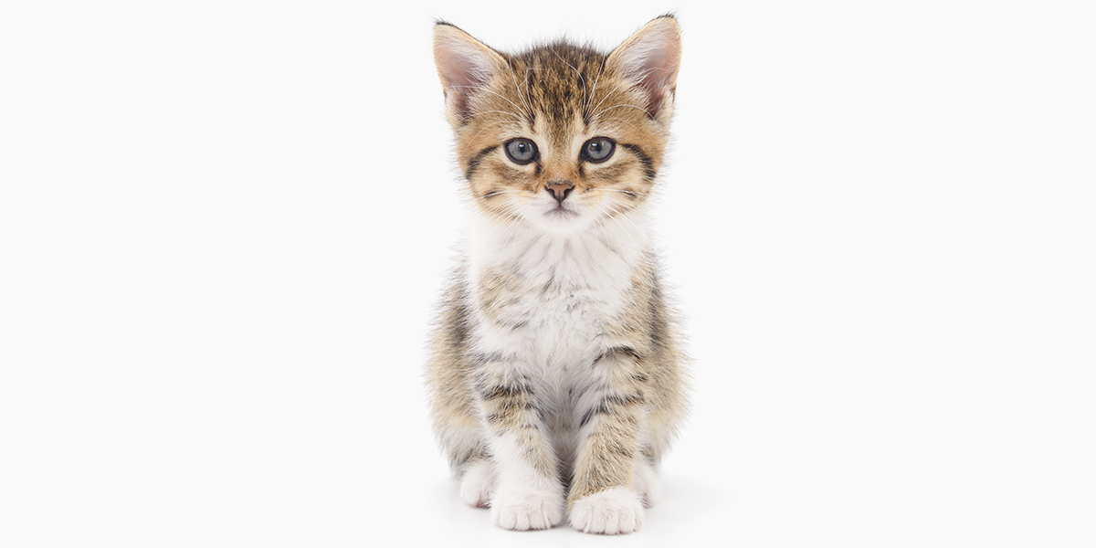 Test Kitten Photo for Training